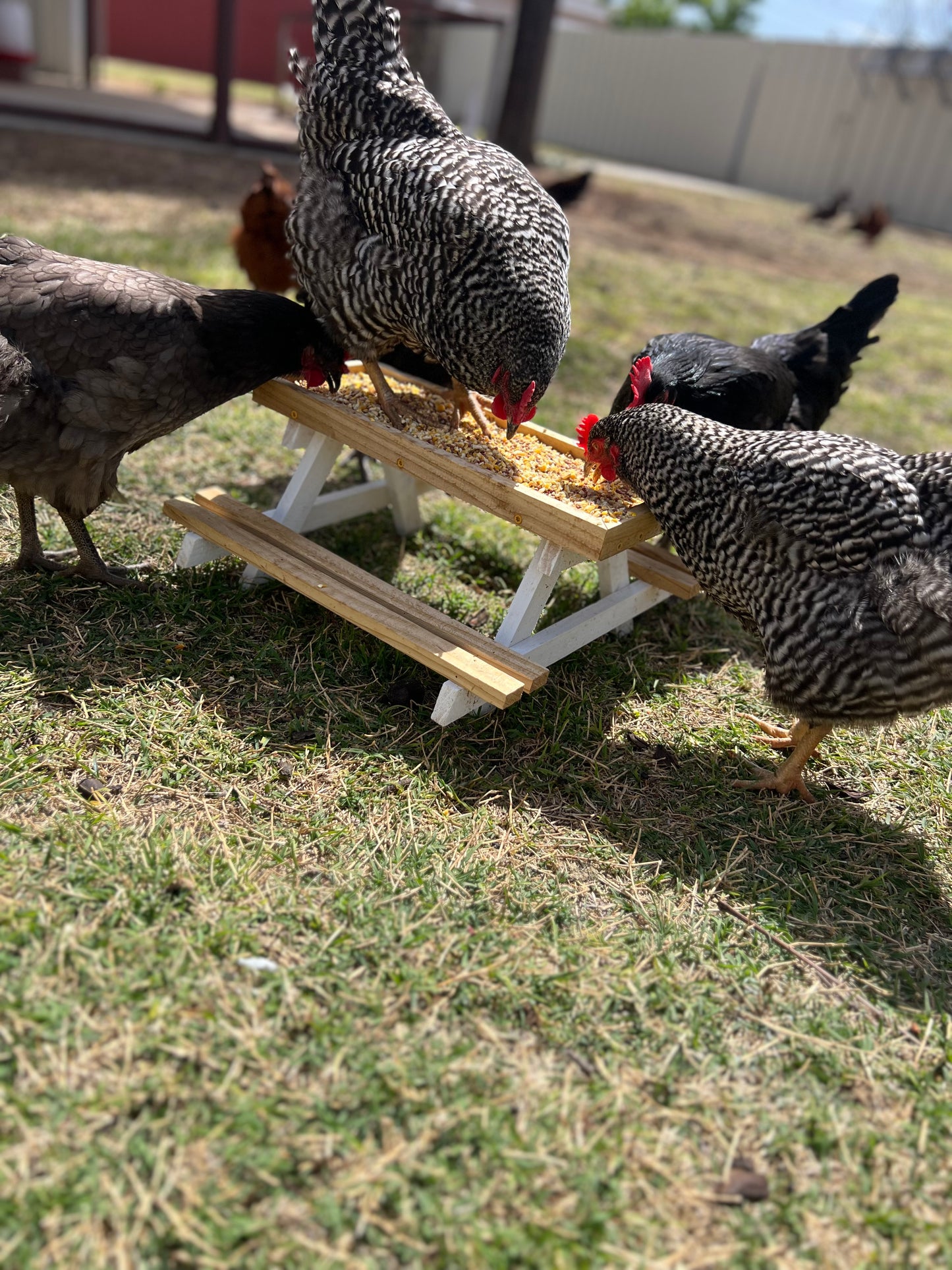 Chicken/Bird Feeder